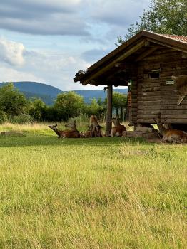 Saurier-Erlebnispfad (Wandergebiet) (Georgenthal)